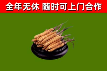 汾西回收冬虫夏草