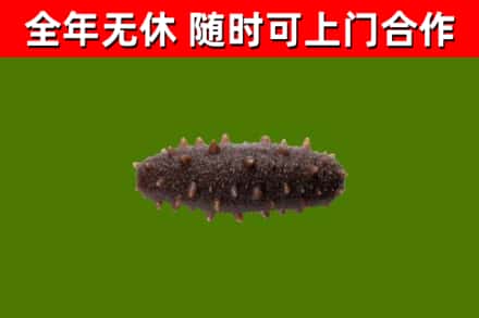 汾西回收海参干